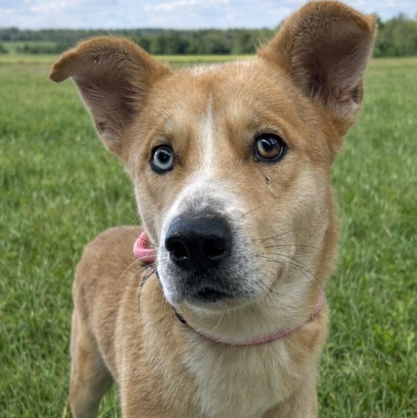 Enlarge Balto, a ADOPTABLE mixed breed in Huntington, NY image 2/3