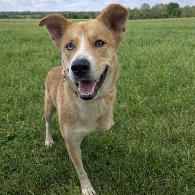 Enlarge Balto, a ADOPTABLE mixed breed in Huntington, NY image 1/3