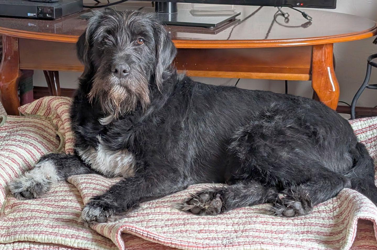 Enlarge SALLY (ohiosdrescue@gmail.com), a ADOPTABLE Labradoodle in Rossford, OH image 2/3