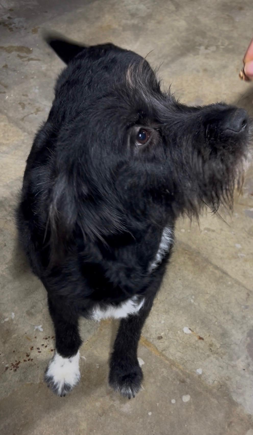 SALLY (ohiosdrescue@gmail.com), ADOPTABLE, Adult Female Labradoodle.