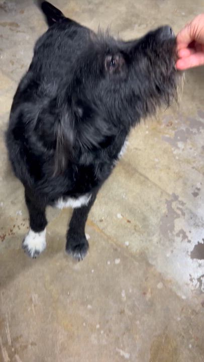 Enlarge SALLY (ohiosdrescue@gmail.com), a ADOPTABLE Labradoodle in Rossford, OH video 3/3