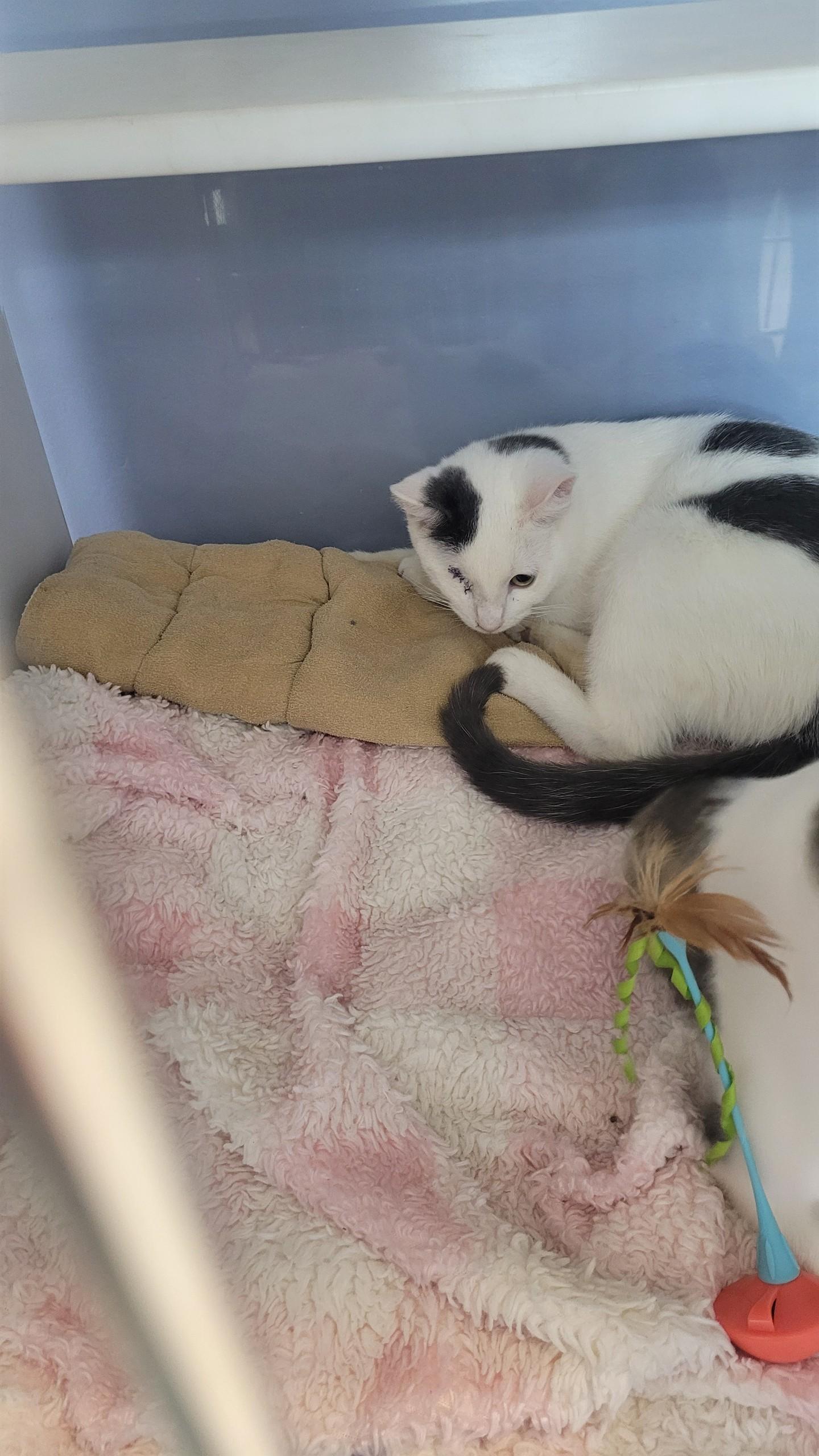 Enlarge #703 - Pi, a ADOPTABLE Domestic Short Hair in Sunset Hills, MO image 1/3