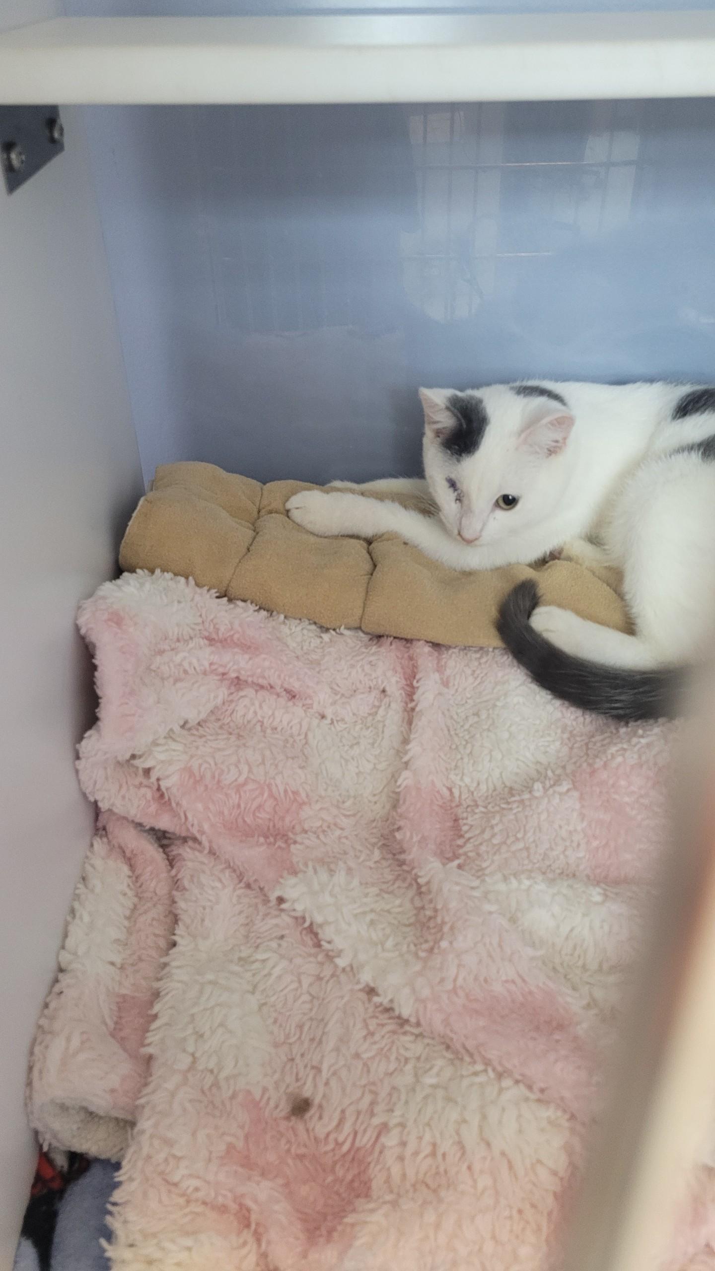 Enlarge #703 - Pi, a ADOPTABLE Domestic Short Hair in Sunset Hills, MO image 2/3