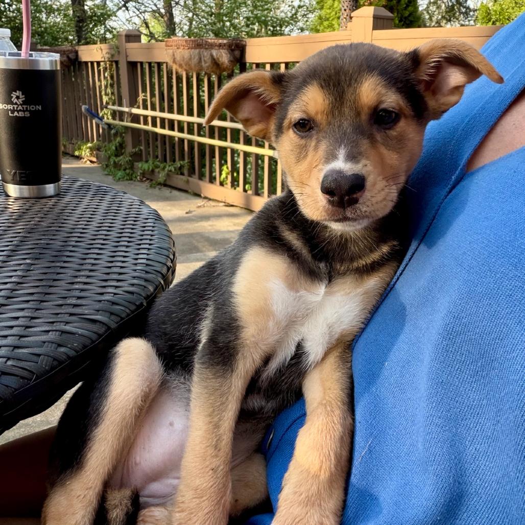 Enlarge Tulip, a Adoptable Shepherd in La Grange, KY image 1/6
