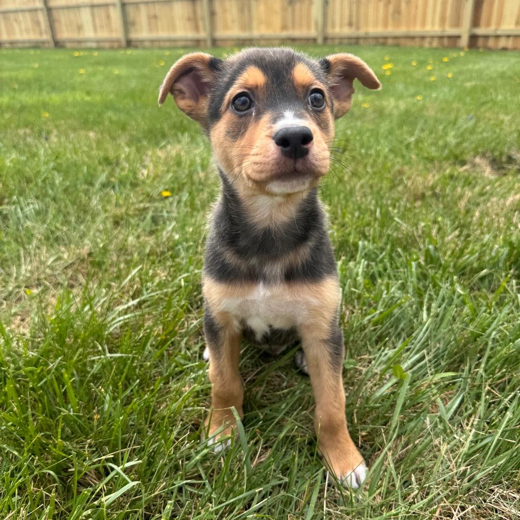 Enlarge Tulip, a Adoptable Shepherd in La Grange, KY image 2/6