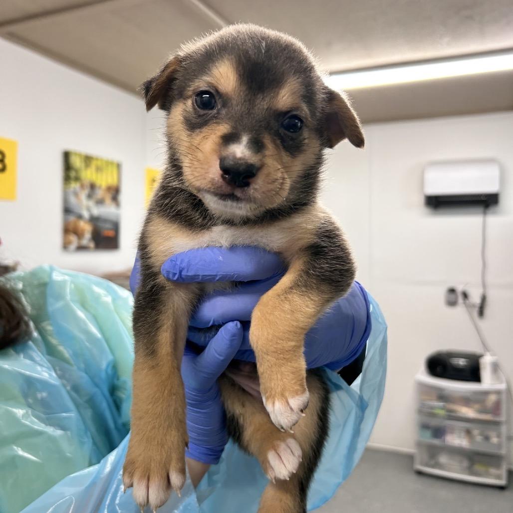Enlarge Tulip, a Adoptable Shepherd in La Grange, KY image 3/6