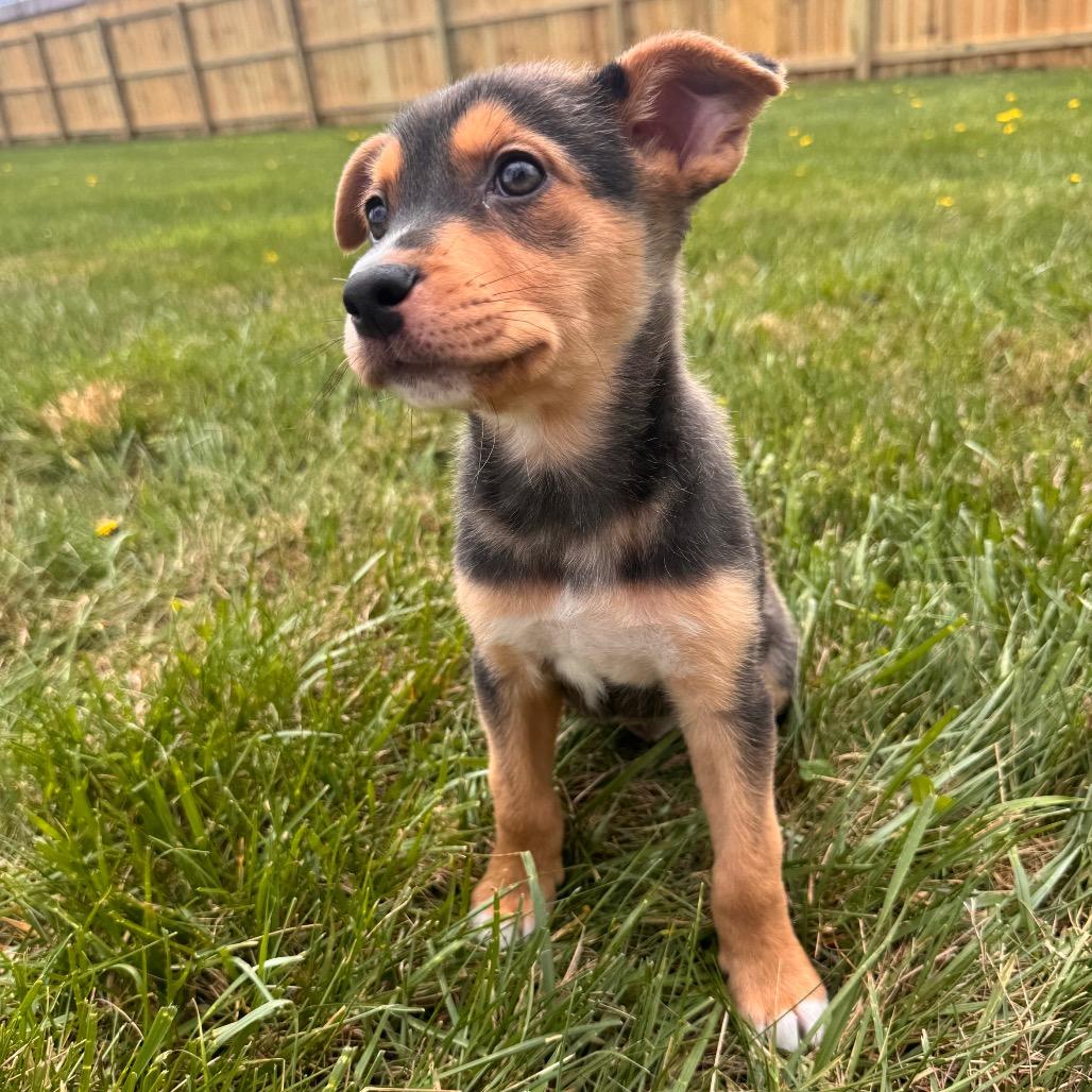 Enlarge Tulip, a Adoptable Shepherd in La Grange, KY image 4/6