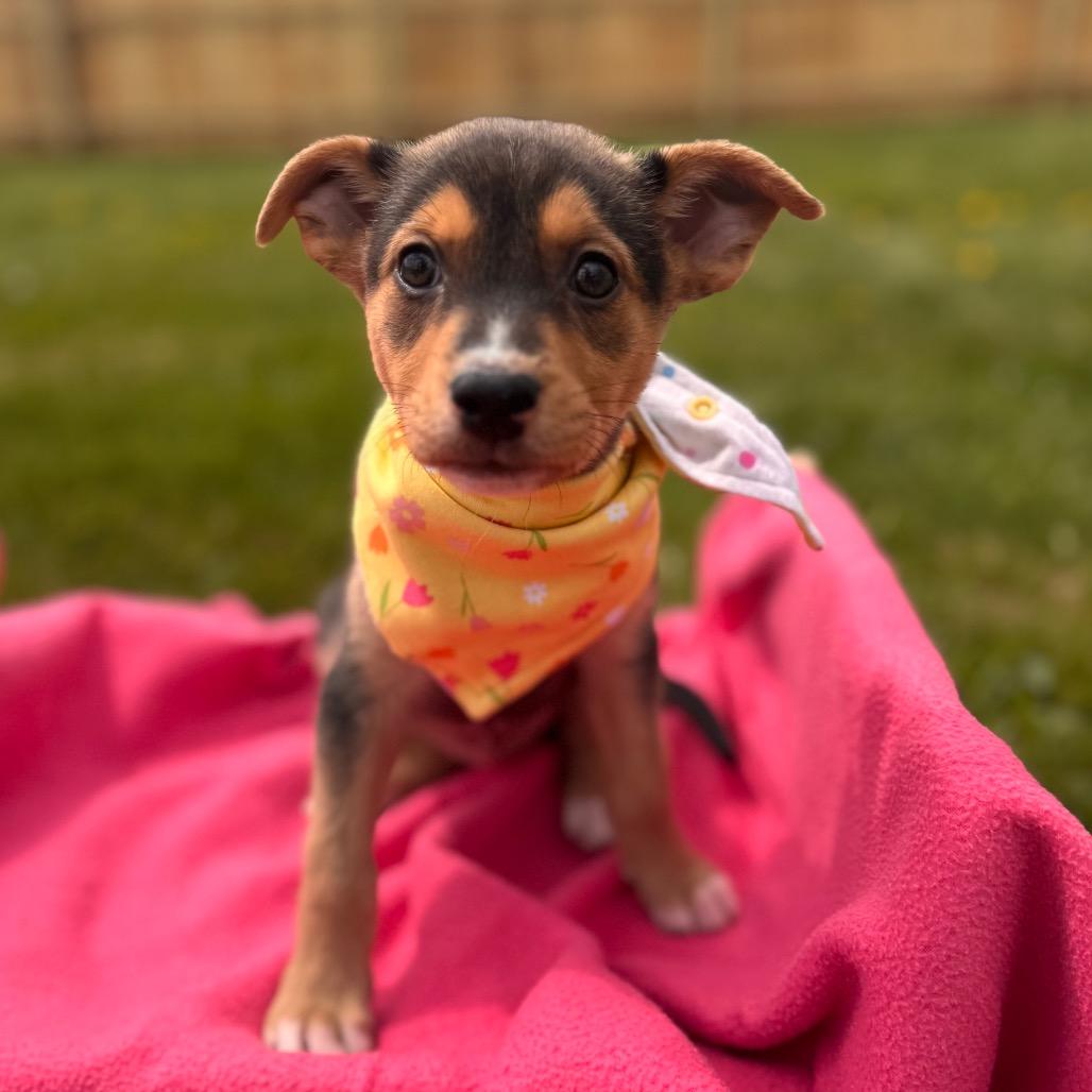 Enlarge Tulip, a Adoptable Shepherd in La Grange, KY image 5/6