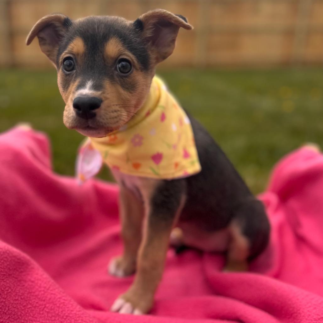 Enlarge Tulip, a Adoptable Shepherd in La Grange, KY image 6/6