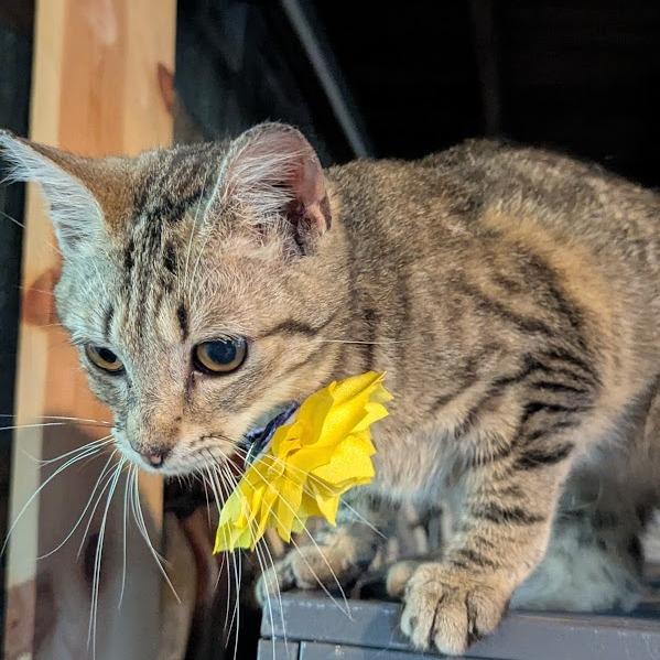 Catrina, Adoptable, Young Female Domestic Short Hair.