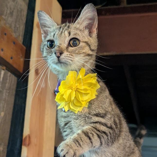 Enlarge Catrina, a Adoptable Domestic Short Hair in Johnstown, PA image 2/4