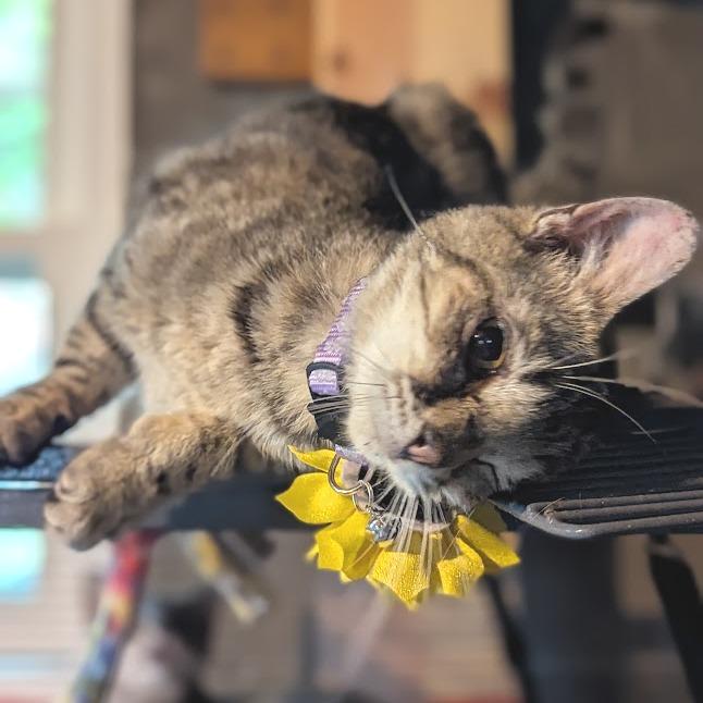 Enlarge Catrina, a Adoptable Domestic Short Hair in Johnstown, PA image 3/4