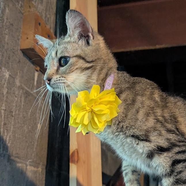 Enlarge Catrina, a Adoptable Domestic Short Hair in Johnstown, PA image 4/4