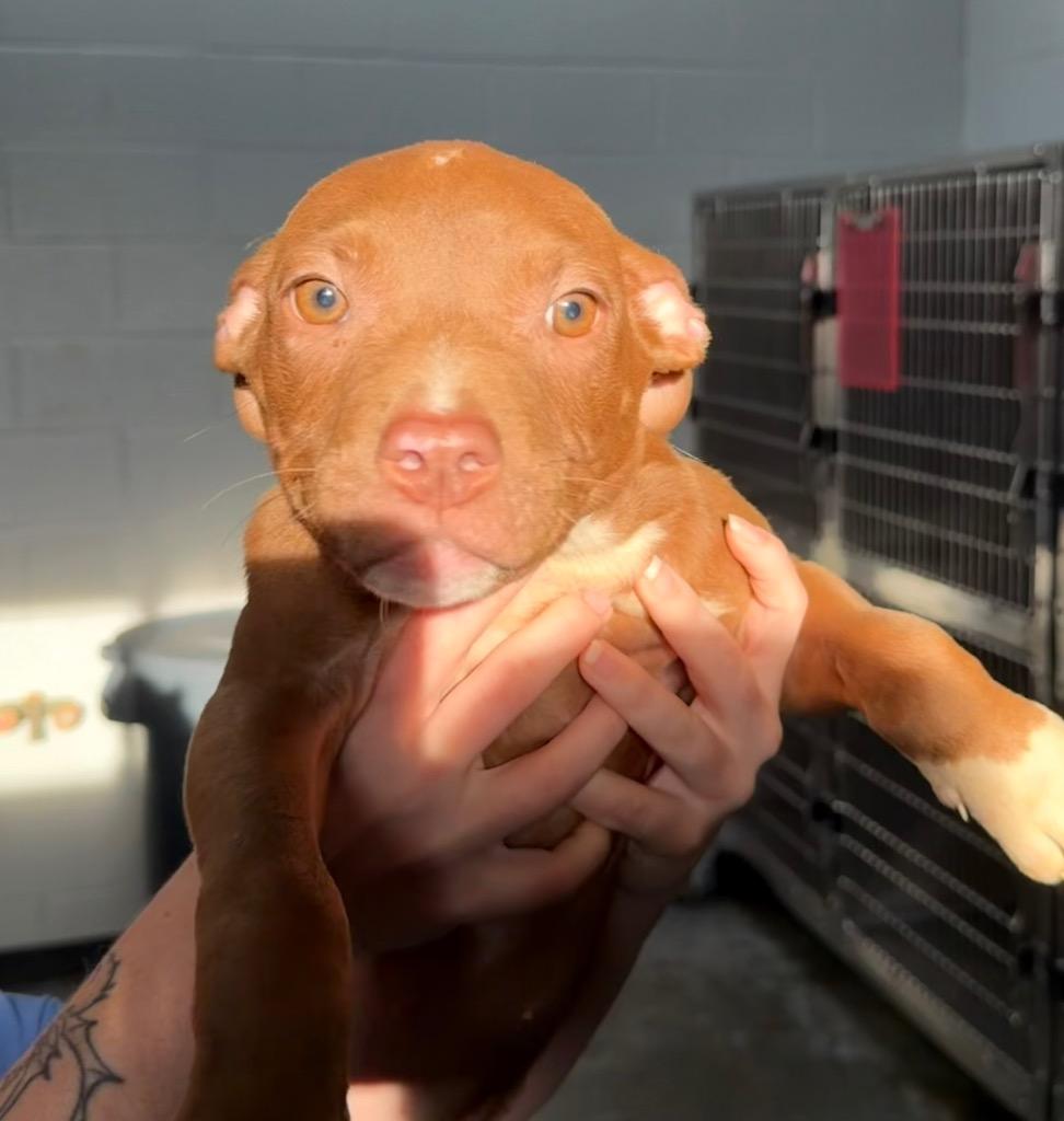 Molly, Adoptable, Puppy Female Pit Bull Terrier.