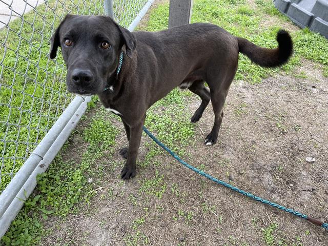 Enlarge YOGI, a Adoptable mixed breed in Corpus Christi, TX image 1/1