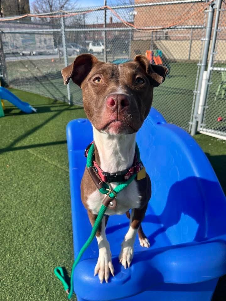 Pixie, adoptable, Young Female Pit Bull Terrier.