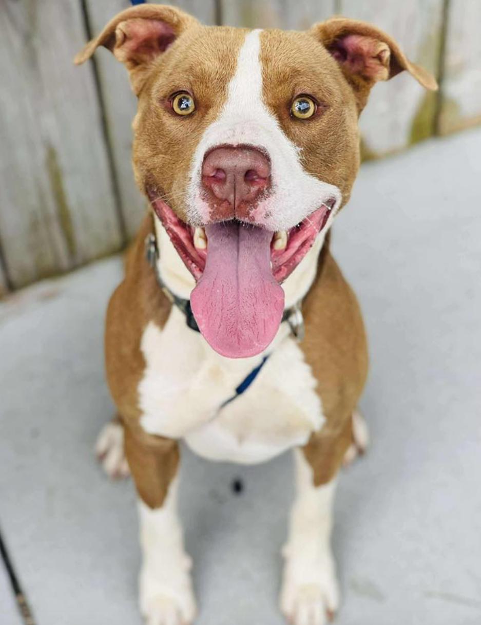 Come adopt me today I am located at Rockdale County Animal Services come visit me from 1pm-430pm