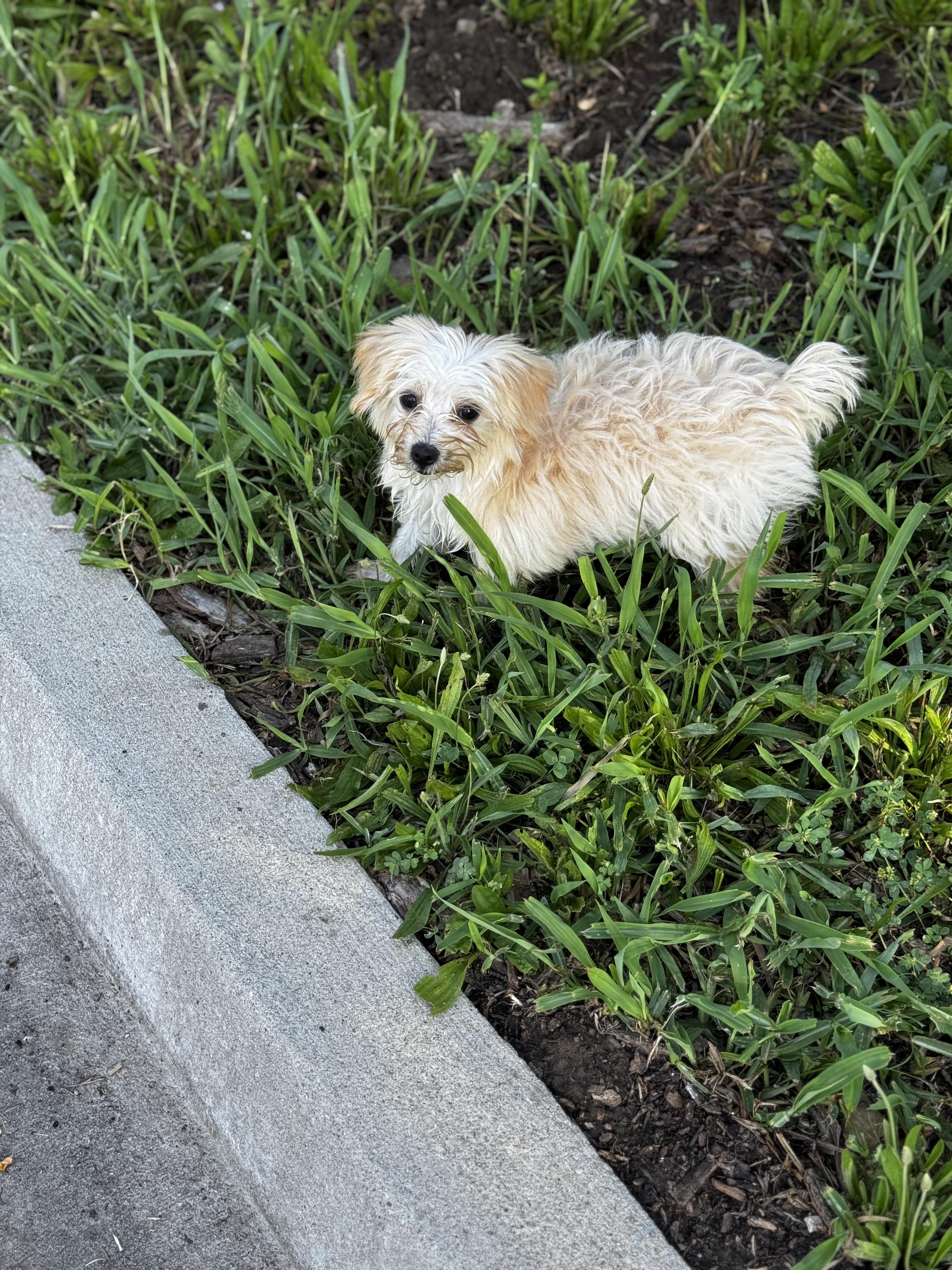 Gigi, Baby Female Morkie