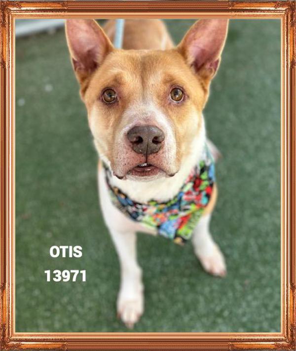 Otis (47), Adoptable, Adult Male Australian Cattle Dog / Blue Heeler.