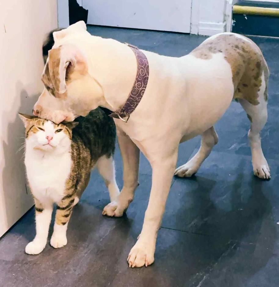 Enlarge ROCKY, a Adoptable Domestic Short Hair in Tillsonburg, ON image 1/5