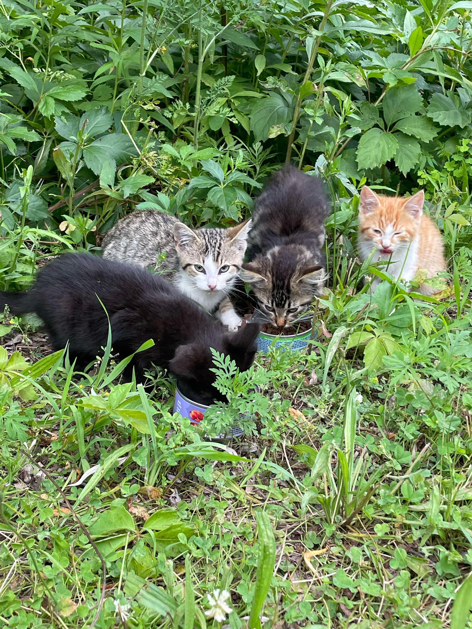 Enlarge ROCKY, a Adoptable Domestic Short Hair in Tillsonburg, ON image 5/5