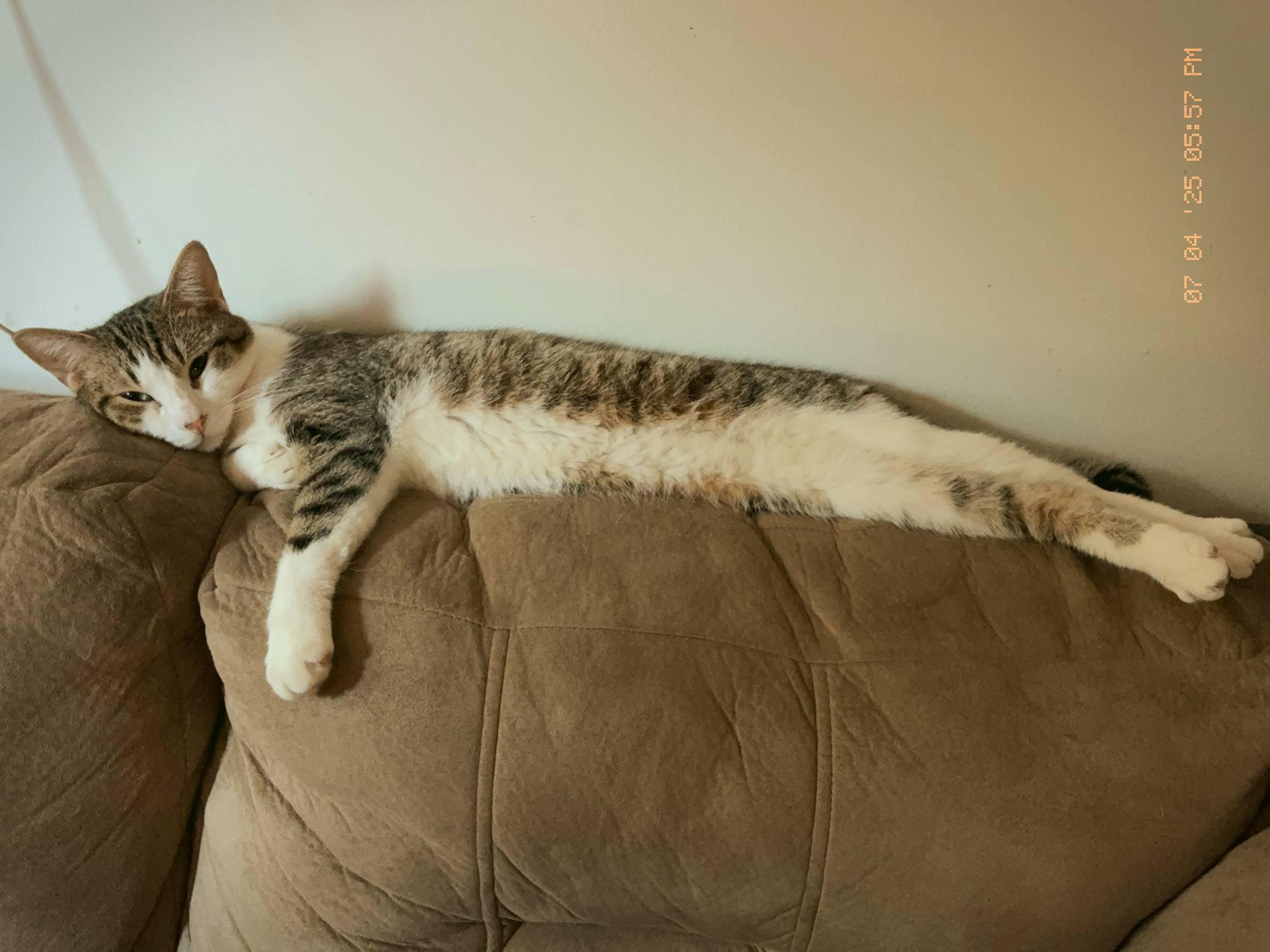 Enlarge ROCKY, a Adoptable Domestic Short Hair in Tillsonburg, ON image 2/5