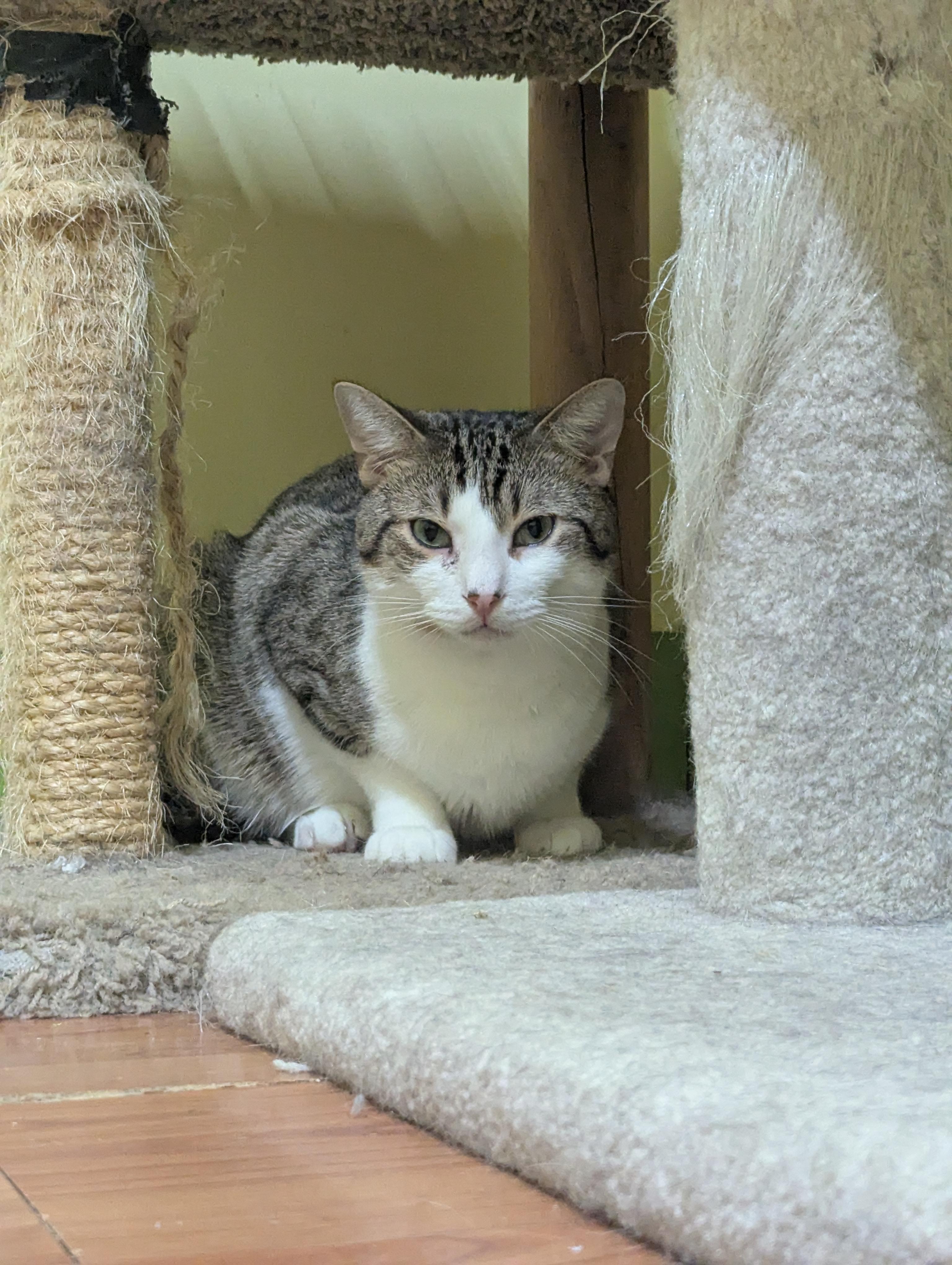 ROCKY, a Adoptable Domestic Short Hair in Tillsonburg, ON image 3/6