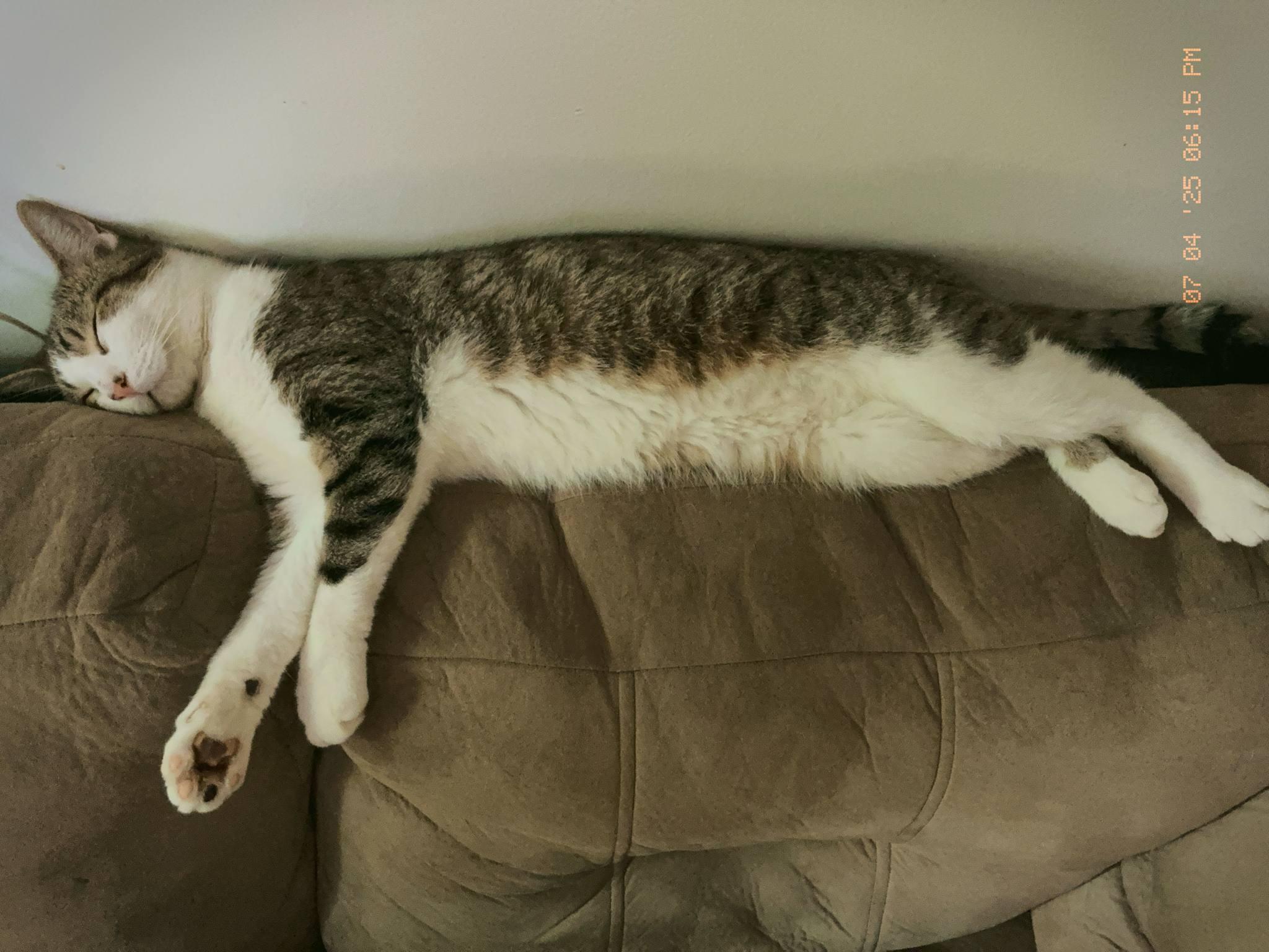 Enlarge ROCKY, a Adoptable Domestic Short Hair in Tillsonburg, ON image 3/5