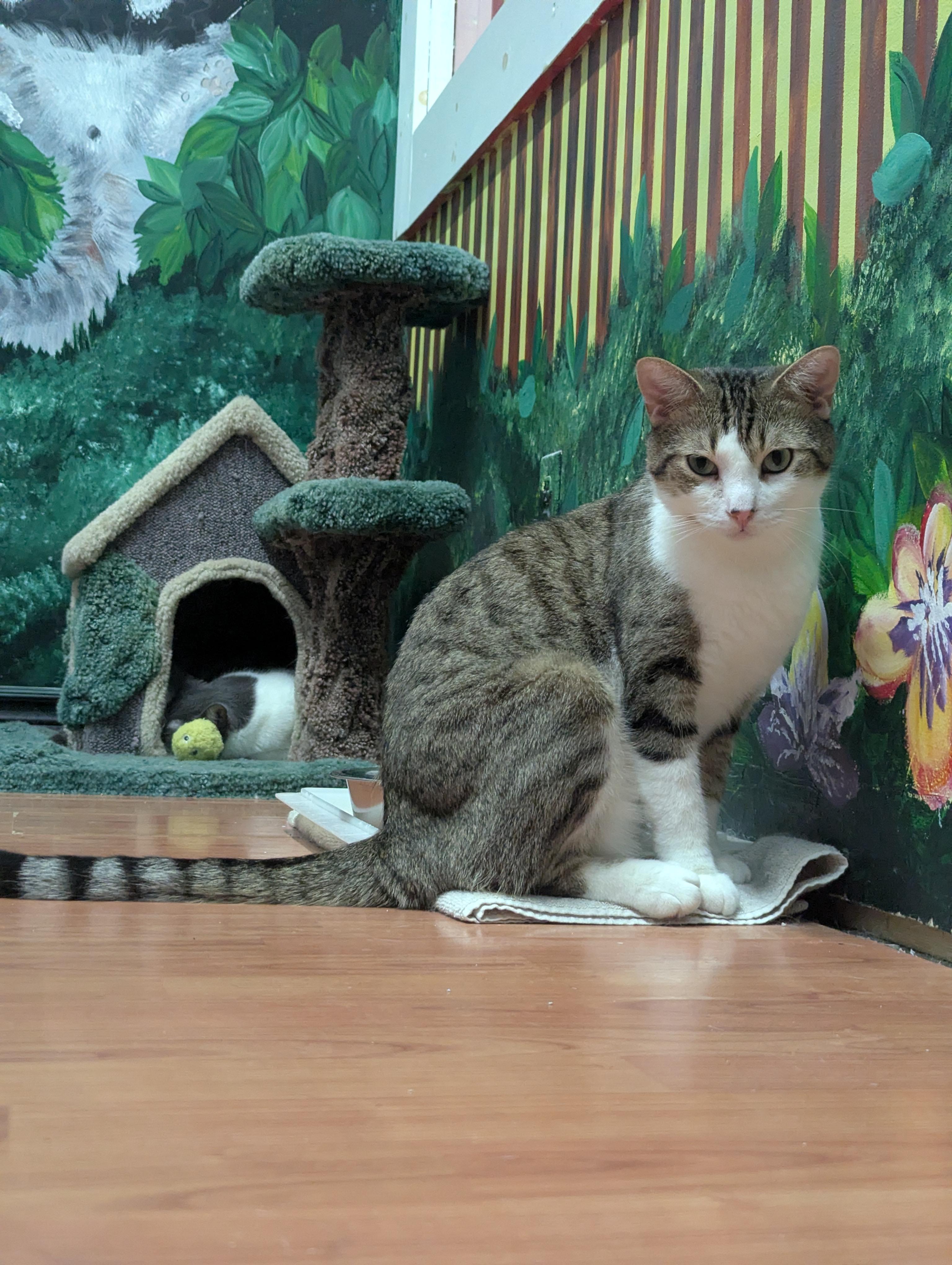 ROCKY, Adoptable, Young Male Domestic Short Hair.