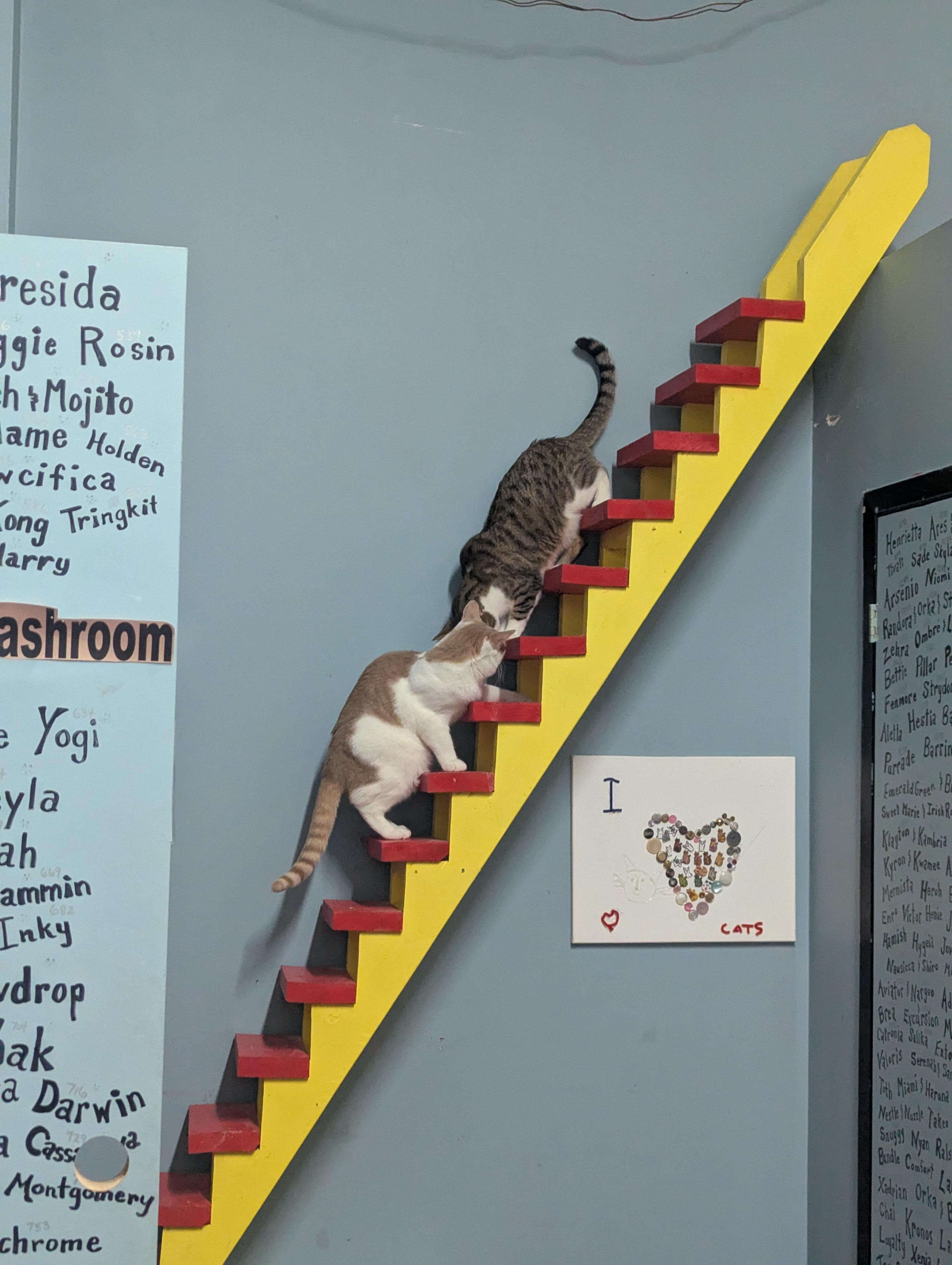 ROCKY, a Adoptable Domestic Short Hair in Tillsonburg, ON image 6/6