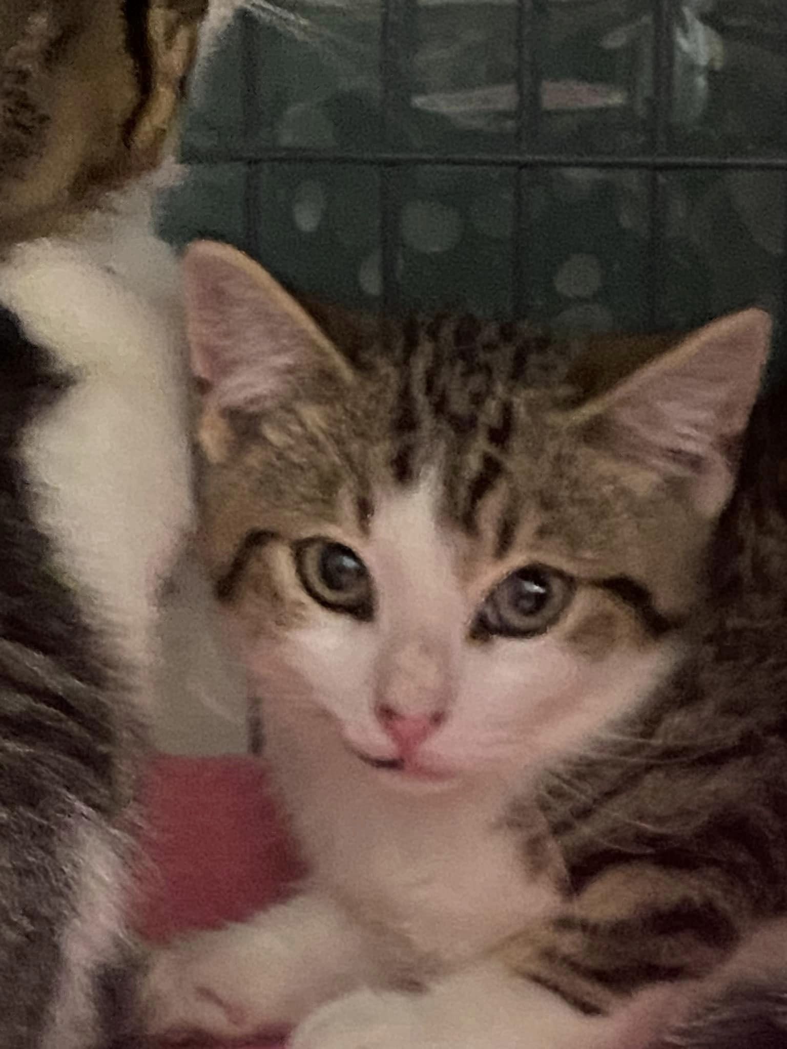 Enlarge ROCKY, a Adoptable Domestic Short Hair in Tillsonburg, ON image 4/5