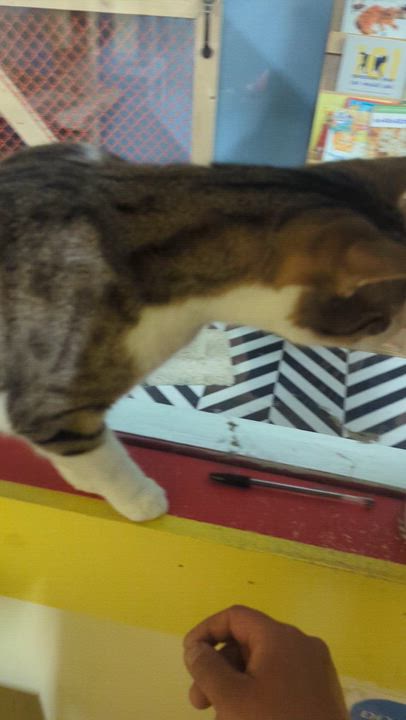 Enlarge ROCKY, a Adoptable Domestic Short Hair in Tillsonburg, ON video 5/6