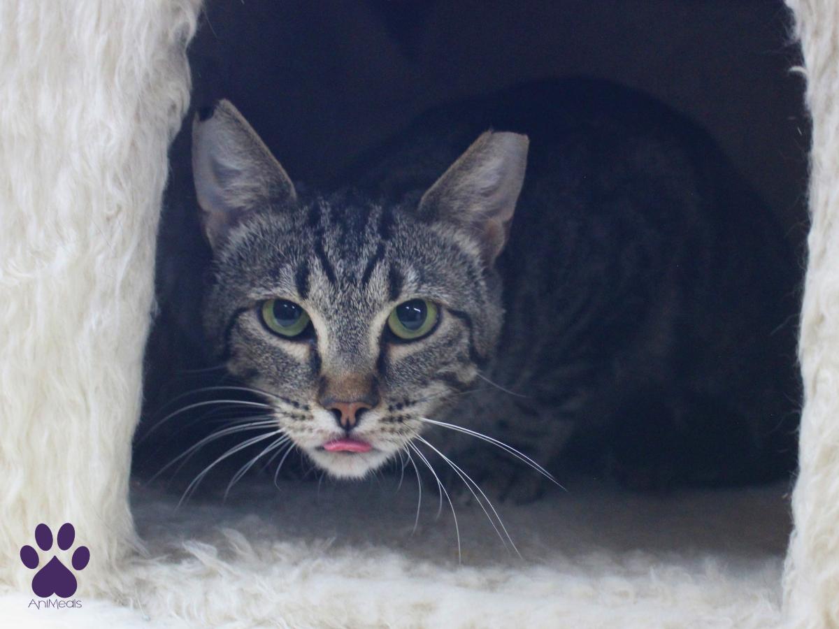 Newton, a ADOPTABLE Tabby in Missoula, MT image 2/3