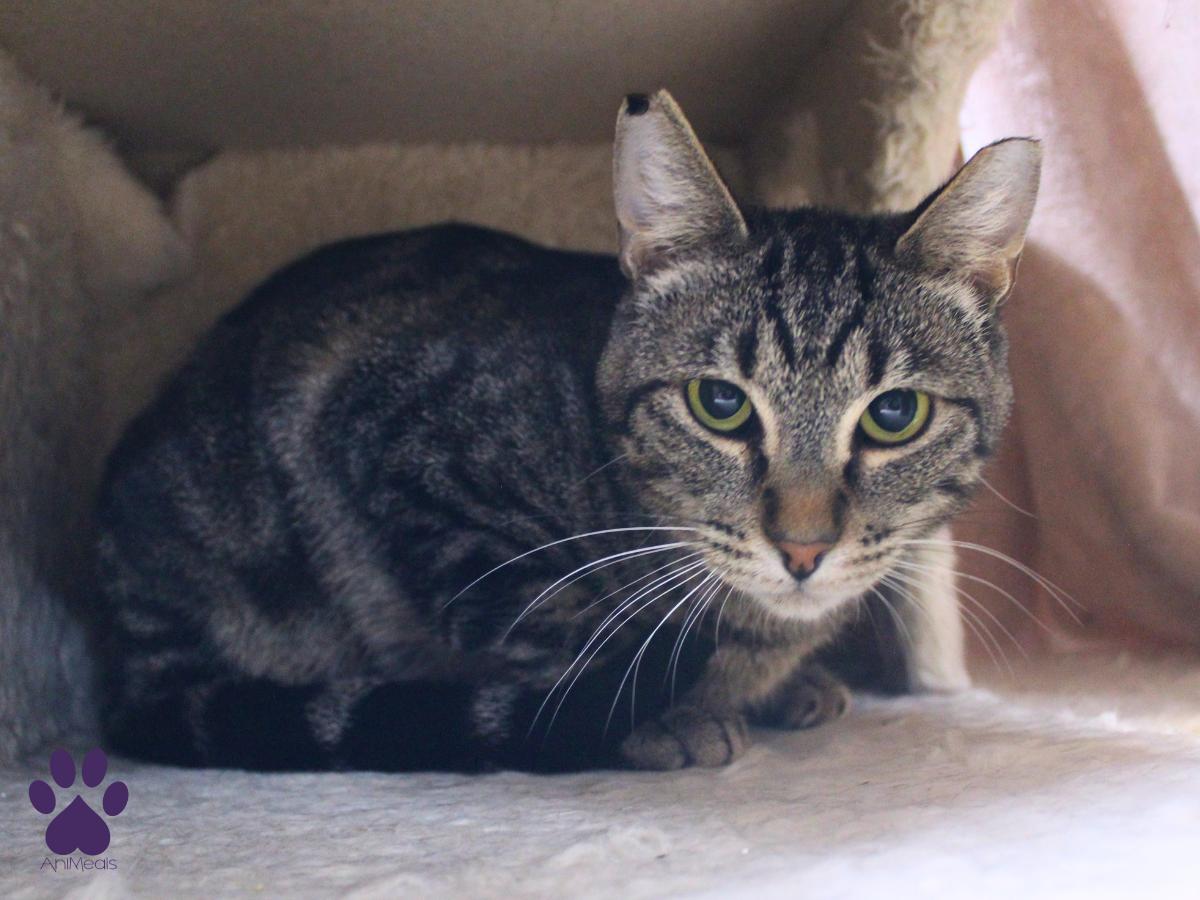 Newton, ADOPTABLE, Adult Male Tabby.