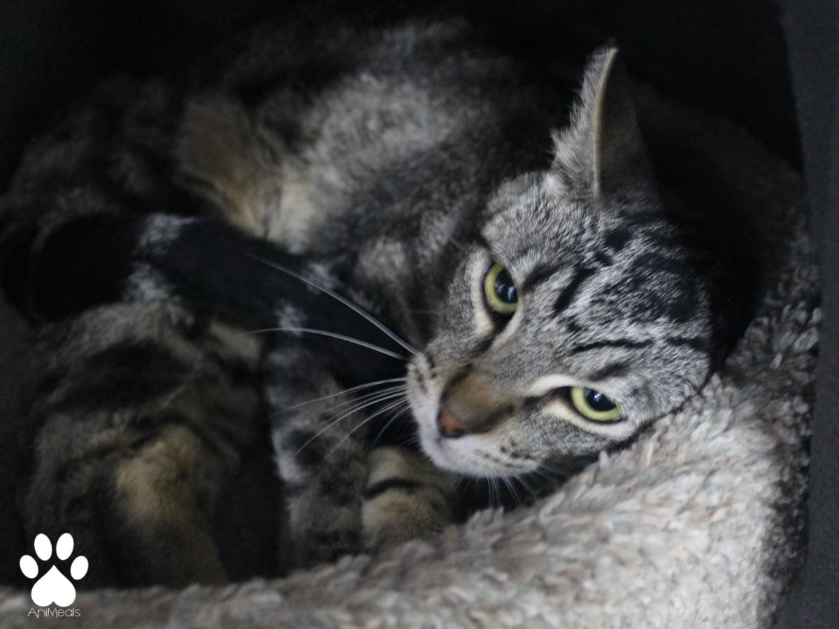 Newton, a ADOPTABLE Tabby in Missoula, MT image 3/3