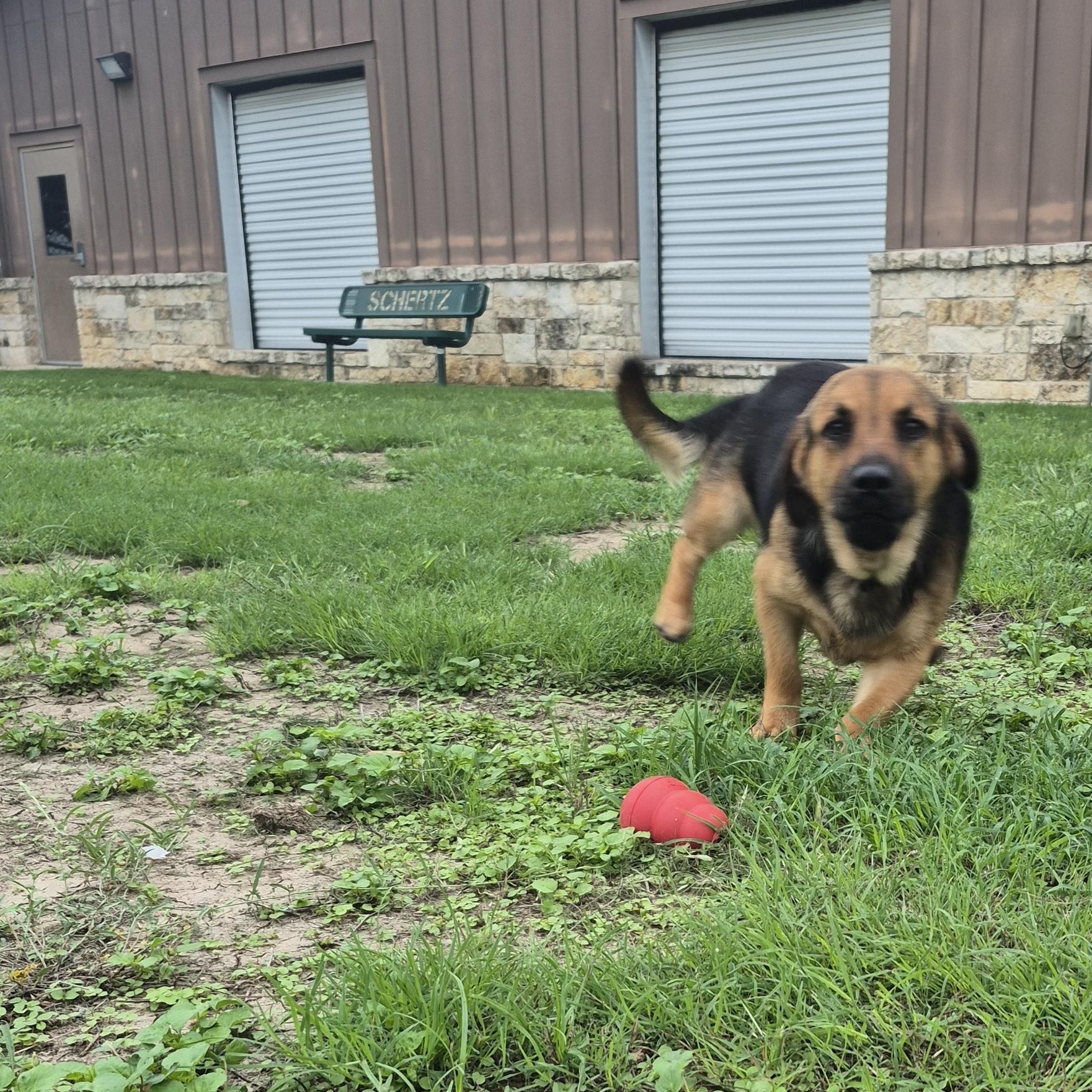 Enlarge Cash, a ADOPTABLE mixed breed in Schertz, TX image 4/4