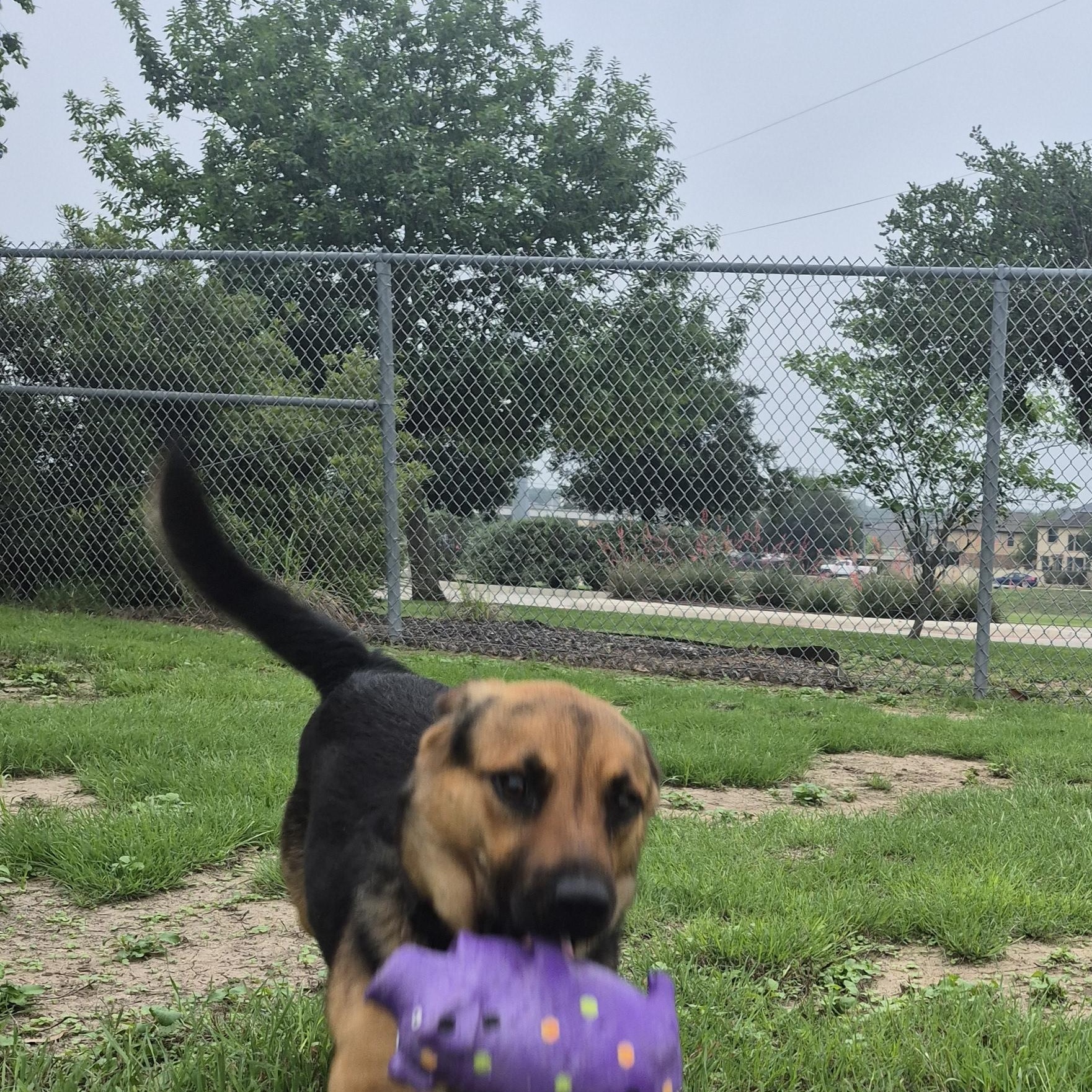 Enlarge Cash, a ADOPTABLE mixed breed in Schertz, TX image 2/4