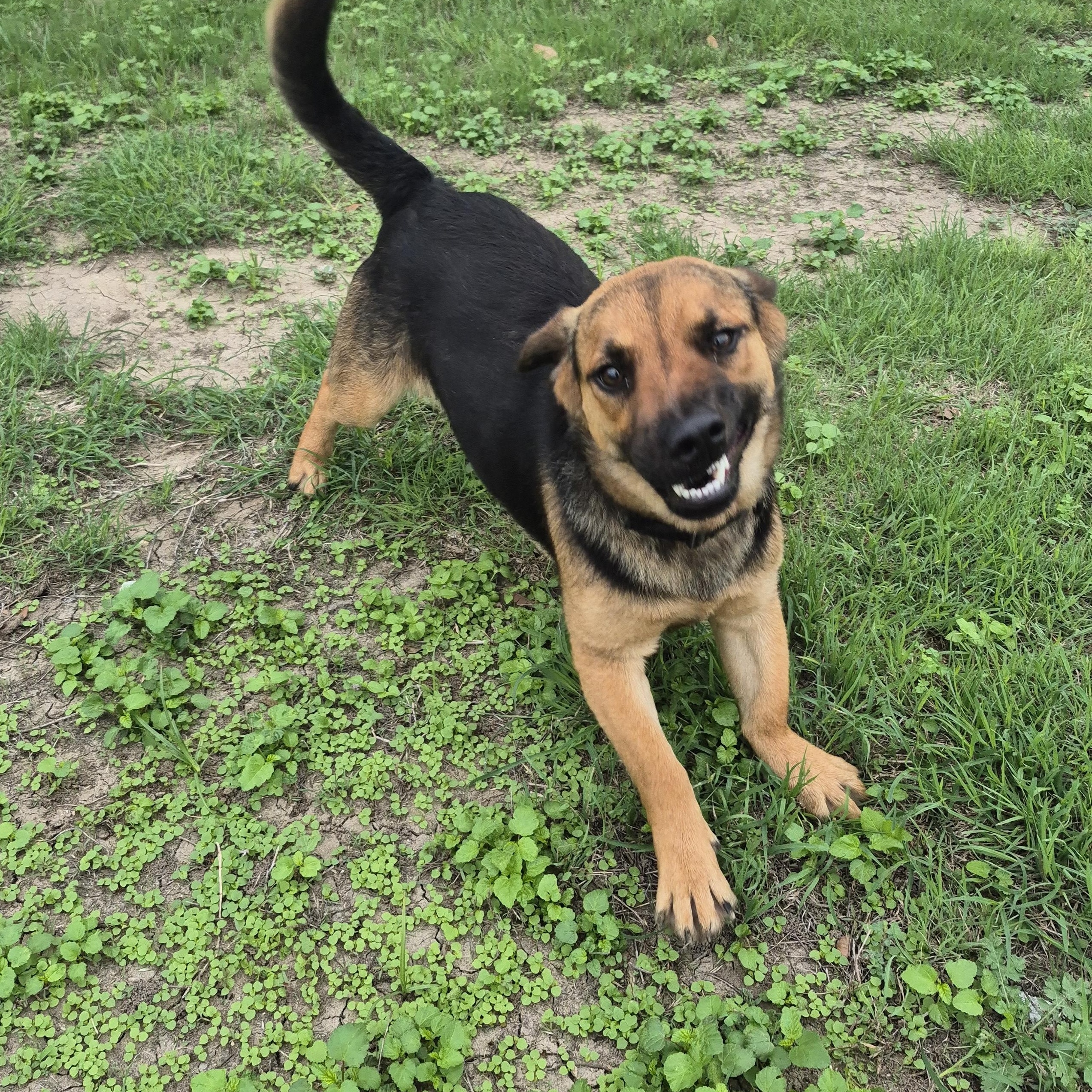 Enlarge Cash, a ADOPTABLE mixed breed in Schertz, TX image 1/4