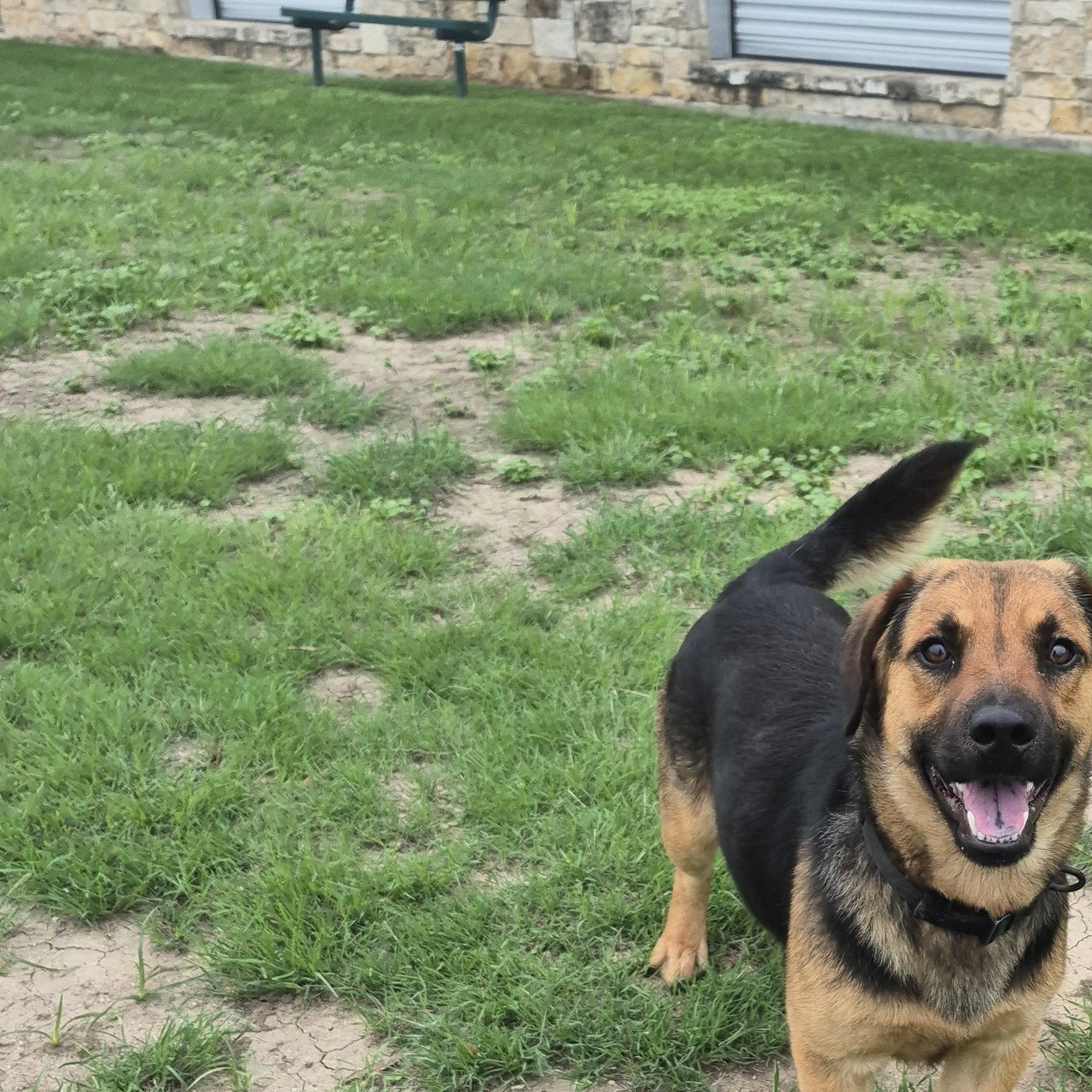 Enlarge Cash, a ADOPTABLE mixed breed in Schertz, TX image 3/4