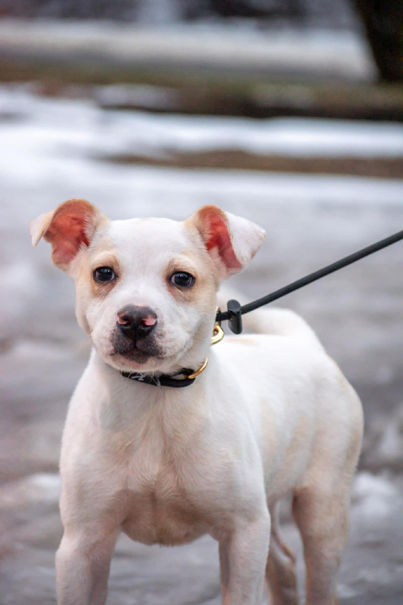Sy, ADOPTABLE, Puppy Male Pit Bull Terrier.