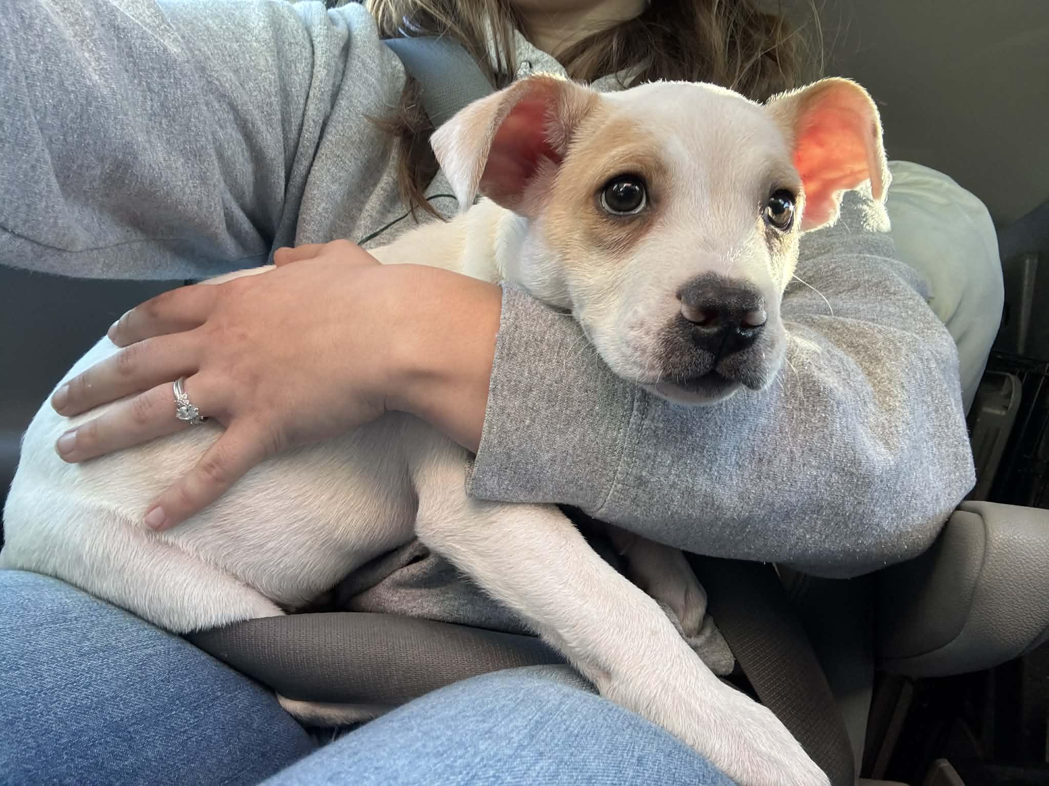 Enlarge Sy, a ADOPTABLE mixed breed in Grand Rapids, MI image 3/3