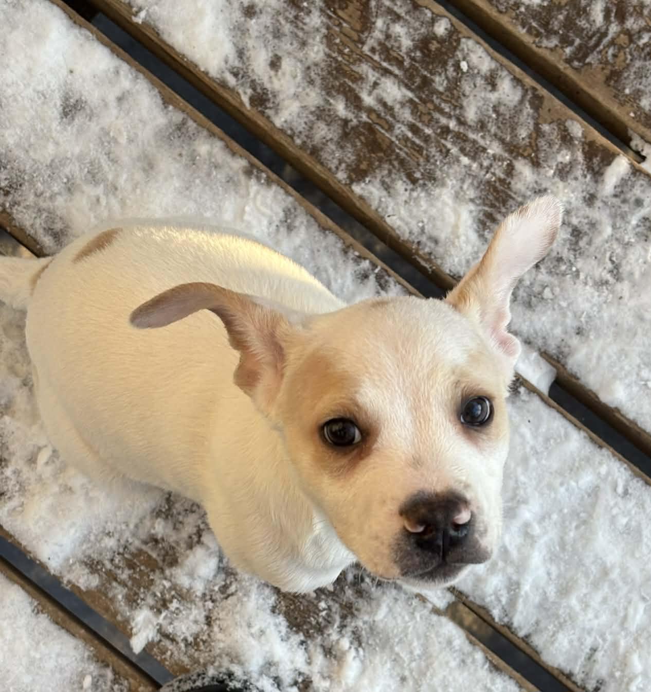 Enlarge Sy, a ADOPTABLE mixed breed in Grand Rapids, MI image 2/3