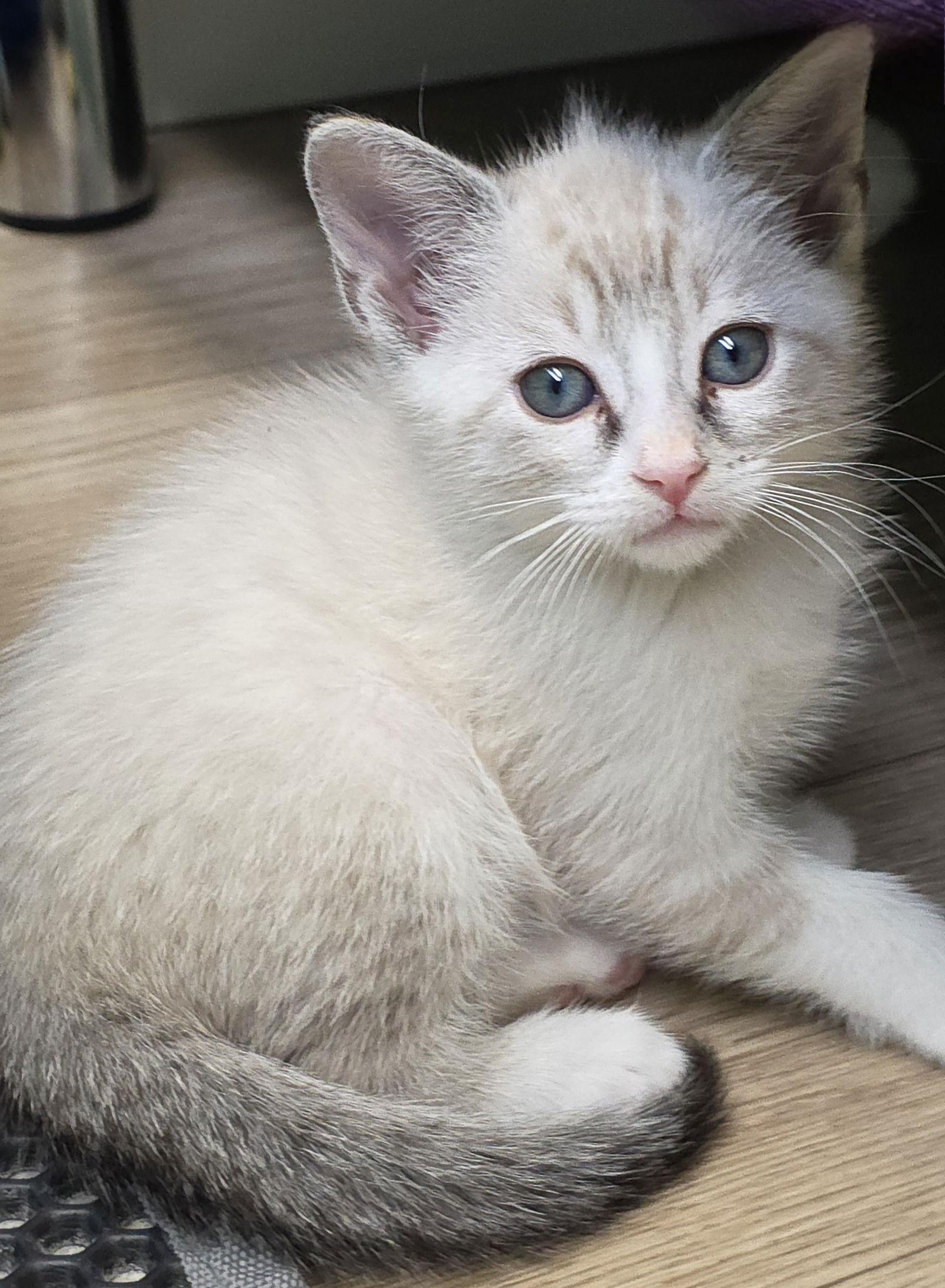 Jessica, Adoptable, Young Female Domestic Short Hair & Siamese.