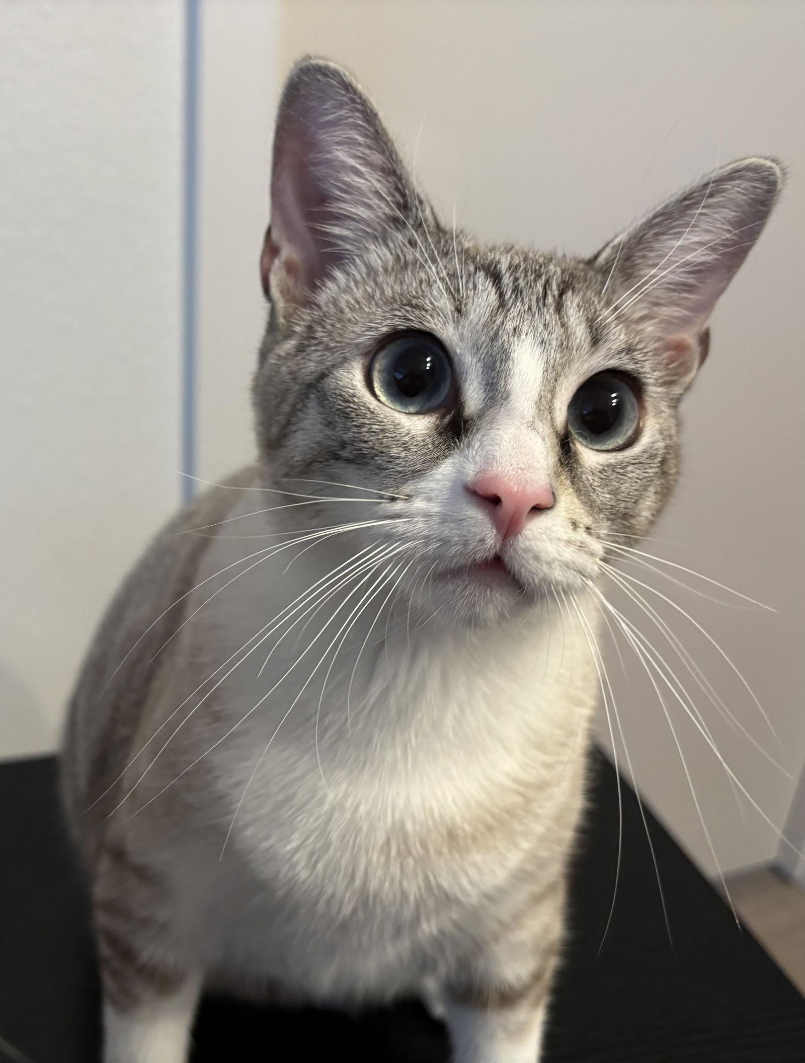 Enlarge Jessica, a Adoptable mixed breed in Campbell, CA image 2/3