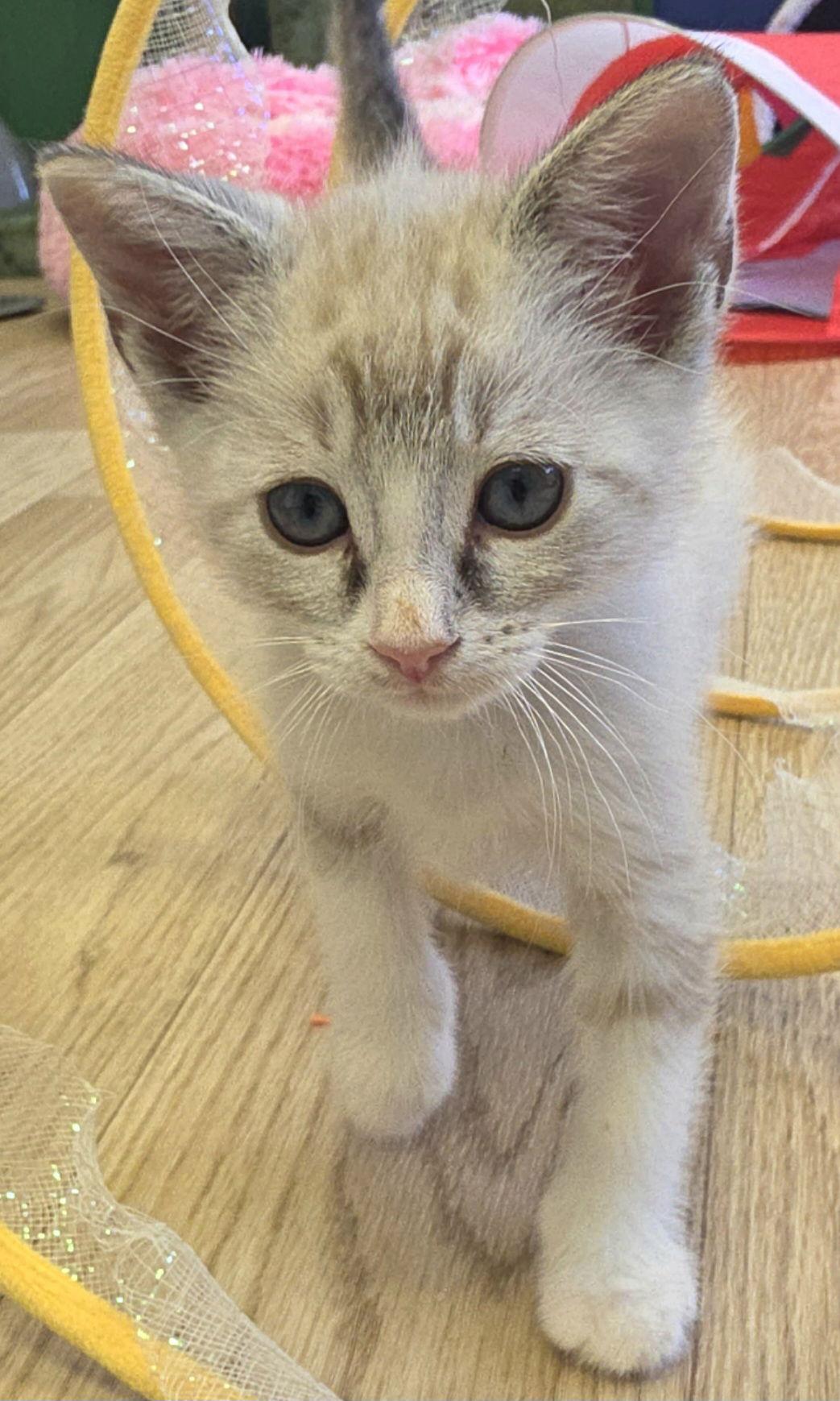 Enlarge Jessica, a Adoptable mixed breed in Campbell, CA image 3/3