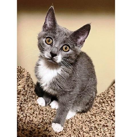 Holland, a ADOPTABLE Domestic Short Hair in Salt Lake City, UT image 1/2