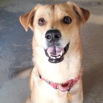 Enlarge Kronos, an adopted mixed breed in Chino valley, AZ image 2/4