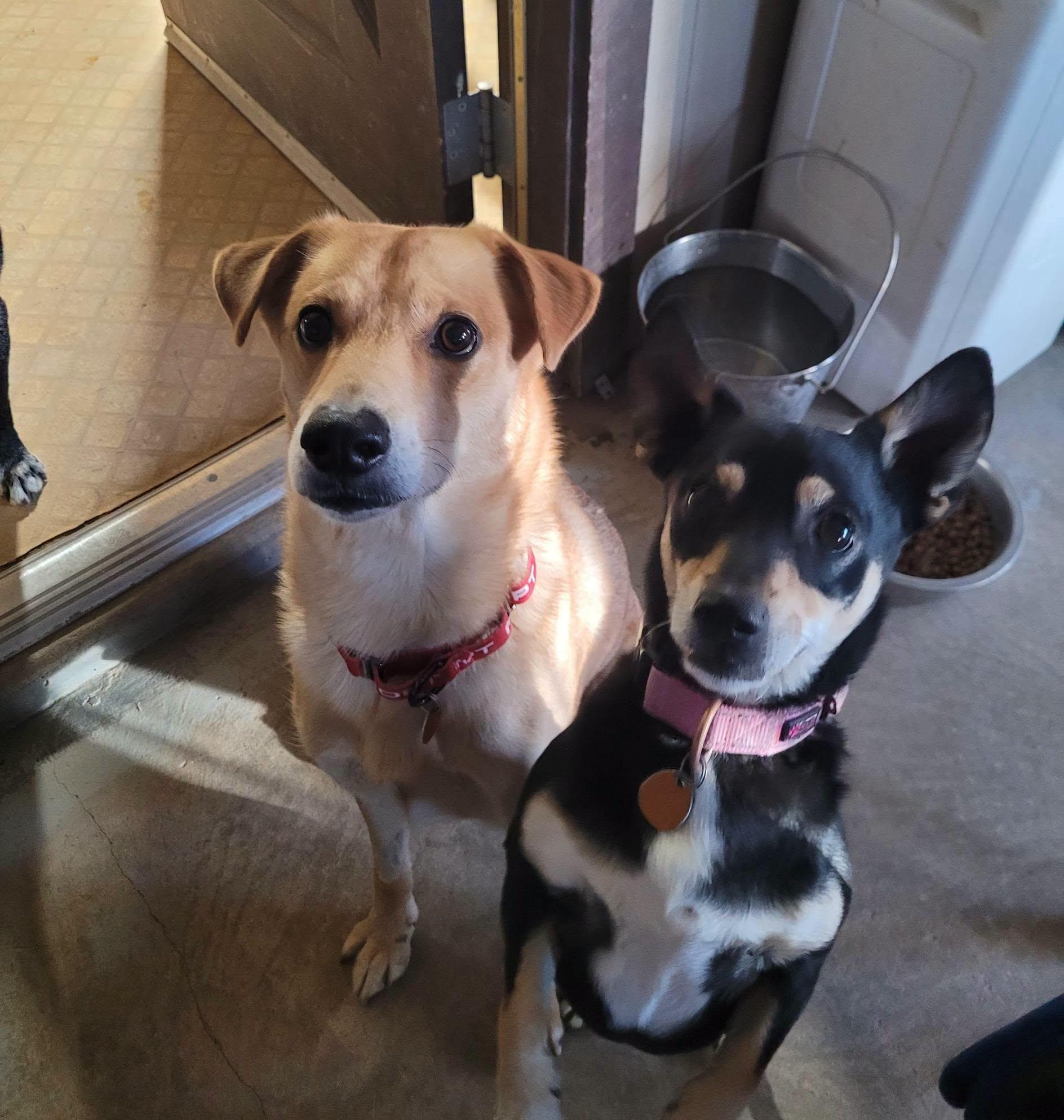 Enlarge Kronos, an adopted mixed breed in Chino valley, AZ image 4/4