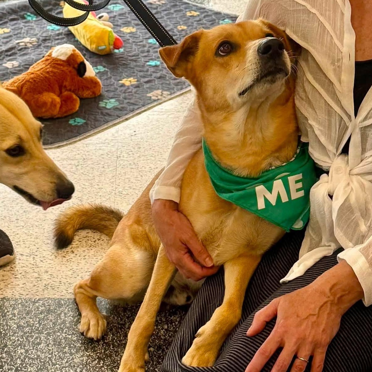 Kronos, adopted, Adult Male Shepherd & Chihuahua.