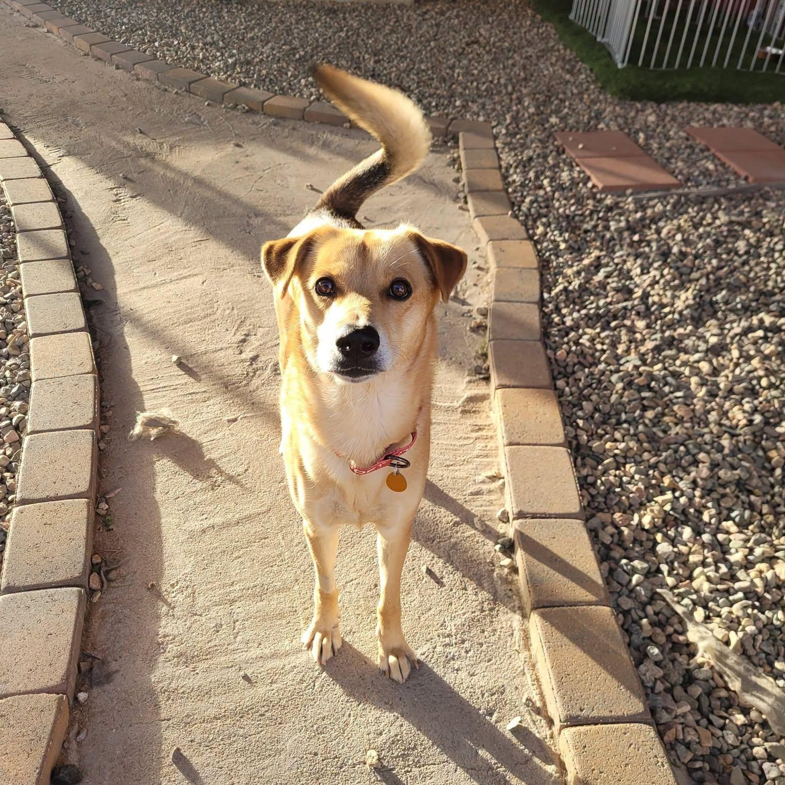 Enlarge Kronos, an adopted mixed breed in Chino valley, AZ image 3/4
